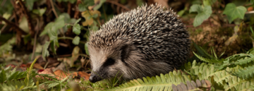 Making Durham's campus hedgehog-friendly